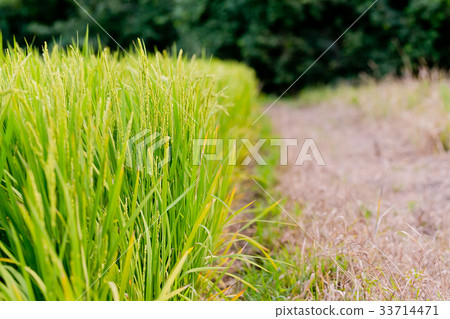 Paddy field 33714471