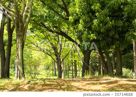 大仙公園 33714688