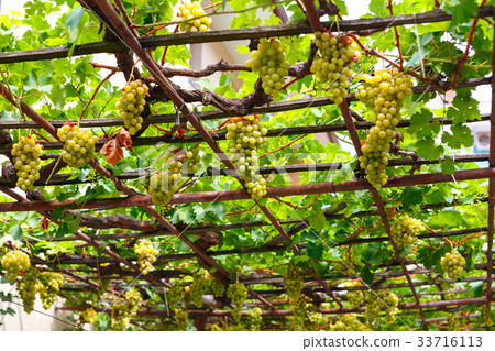 Canopy of white grapes in the patio 33716113