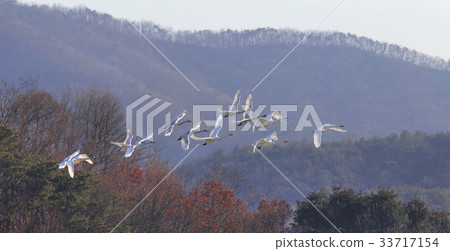 Swan (Natural Monument No. 201) 33717154