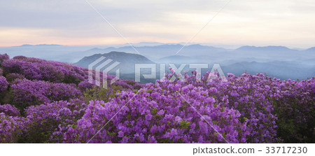 Azalea, Hwangmae Mountain, Hapcheon, Gyeongnam 33717230