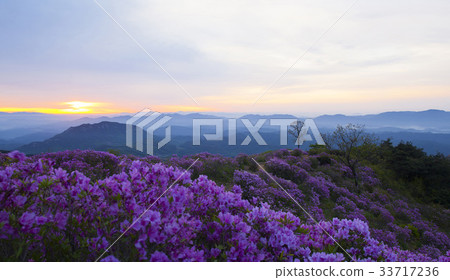 Azalea, Hwangmae Mountain, Hapcheon, Gyeongnam 33717236