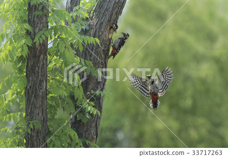 伍迪啄木鳥 33717263