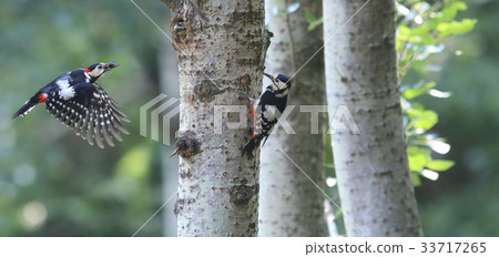 伍迪啄木鳥 33717265