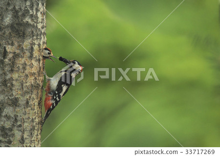 Woody Woodpecker Woody Woodpecker 33717269