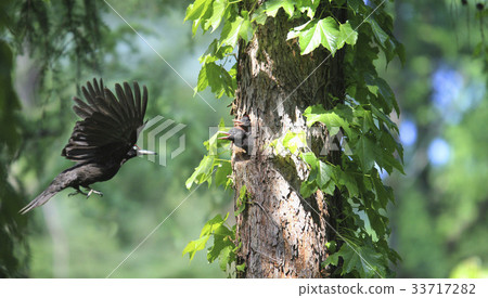 黑啄木鳥 33717282