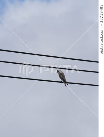 Sashiba wild bird Grey-faced buzzard parrot eagle hawk hawk hawk eagle 33718495