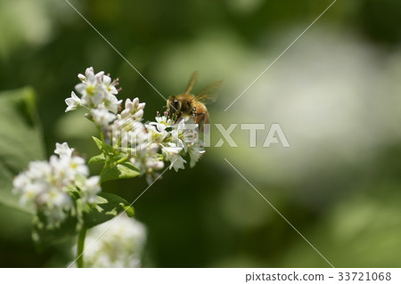 Buckwheat flower and bee buckwheat flower buckwheat flower buckwheat flower buckwheat field buckwheat field Bees landscape summer autumn Shinshu Nagano Buckwheat flower and bee buckwheat flower buckwheat flower buckwheat flower buckwheat field buckwheat field Bees landscape summer autumn Shinshu Nagano 33721068