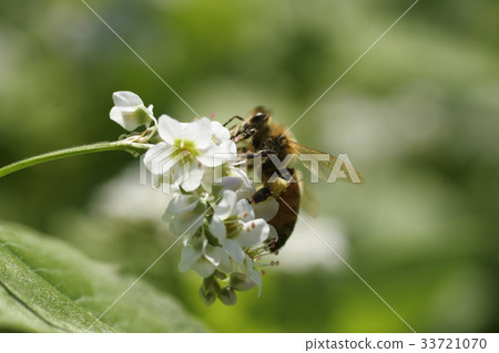 Buckwheat flower and bee buckwheat flower buckwheat flower buckwheat flower buckwheat field buckwheat field Bees landscape summer autumn Shinshu Nagano Buckwheat flower and bee buckwheat flower buckwheat flower buckwheat flower buckwheat field buckwheat field Bees landscape summer autumn Shinshu Nagano 33721070