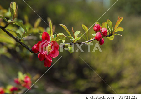 Flower 33721222