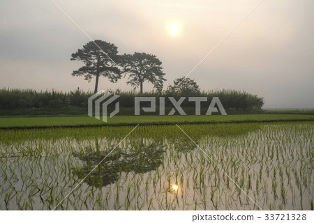 Mother, couple pine, pyeongsari, gyangyangmyeon, Hadong-gun, Gyeongnam Mother, couple pine, pyeongsari, gyangyangmyeon, Hadong-gun, Gyeongnam 33721328