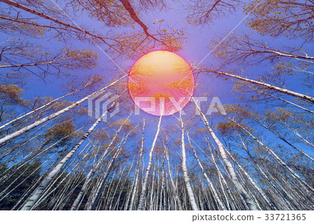 Sun, Birch, Inje County, Gangwon Province Sun, Birch, Inje County, Gangwon Province 33721365