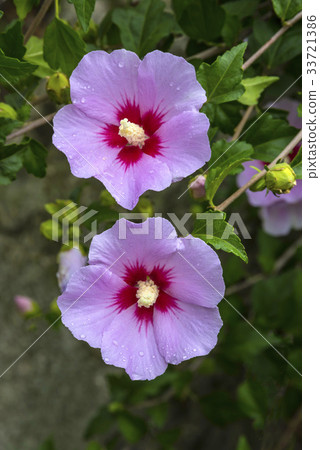 Rose of Sharon 33721386
