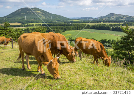 Soo, Abu Oum, Gucheong-eup, Jeju-si, Jeju-do 33721455
