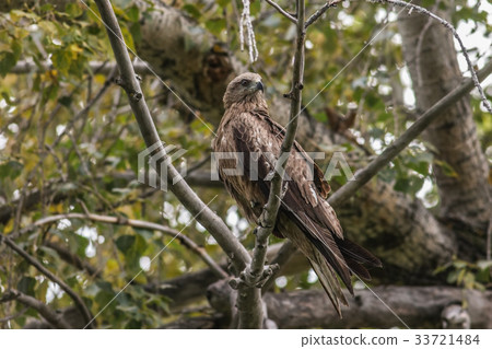 Black Kite Black Kite 33721484