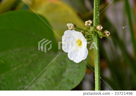 arrow head Amazon water flower in garden arrow head Amazon water flower in garden 33721496
