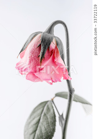 withered beautiful pink rose isolated on white withered beautiful pink rose isolated on white 33722119