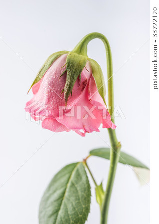 withered beautiful pink rose isolated on white withered beautiful pink rose isolated on white 33722120