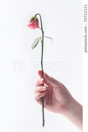 withered beautiful pink rose isolated on white withered beautiful pink rose isolated on white 33722121