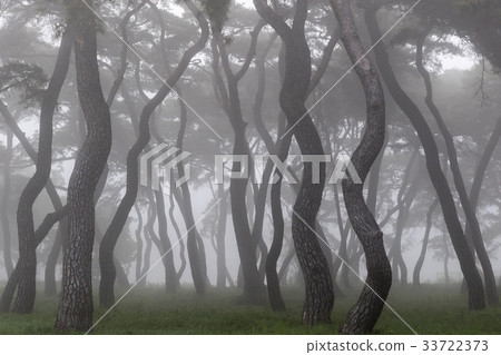 Pine trees, Lim-ri, Boeun-gun, Chungbuk 33722373