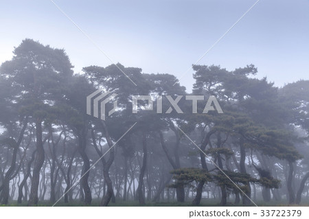 Pine trees, Lim-ri, Boeun-gun, Chungbuk 33722379