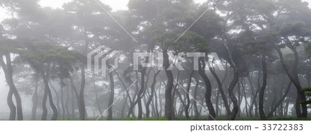 Pine trees, Lim-ri, Boeun-gun, Chungbuk 33722383