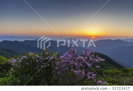 Azalea, Jiri Mountain, Gurye-gun, Jeonnam 33722417
