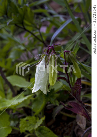 Chrysanthemum 33722545