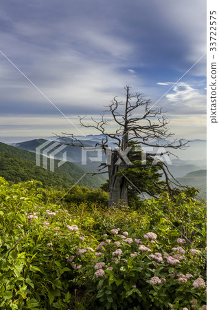 Kangmok, Hambacsan, Gangwon-do 33722575