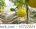 yellow melon in greenhouse 33722824