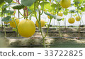 yellom melon farm 33722825