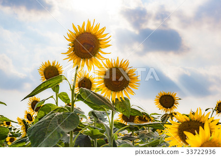 Sunflower field 33722936