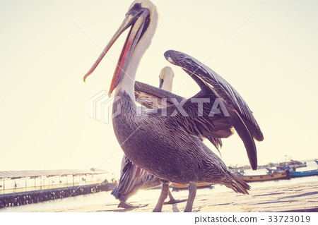 Pelican Pelican 33723019
