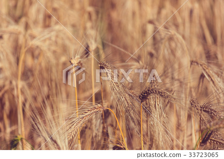 Wheat Wheat 33723065