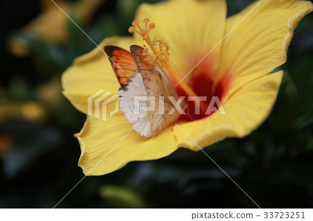 芙蓉和蝴蝶 33723251