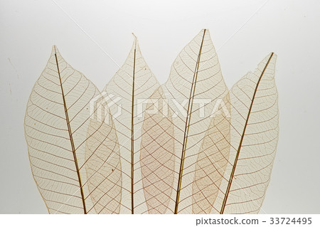 葉靜脈標本 33724495