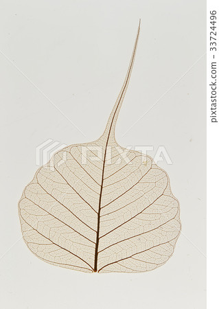 葉靜脈標本 33724496