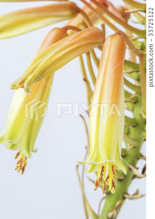 Flowers, Aloe 33725122