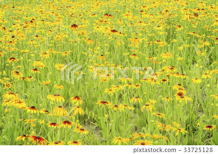 黃雛菊屬 33725128