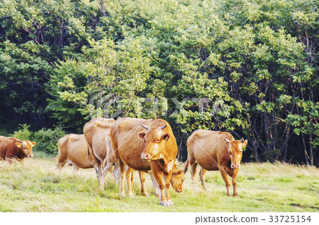 Hanwoo, umbrella, nutrition, Gyeongbuk Hanwoo, umbrella, nutrition, Gyeongbuk 33725154