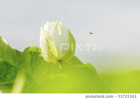 蜜蜂,蓮花 蜜蜂,蓮花 33725161