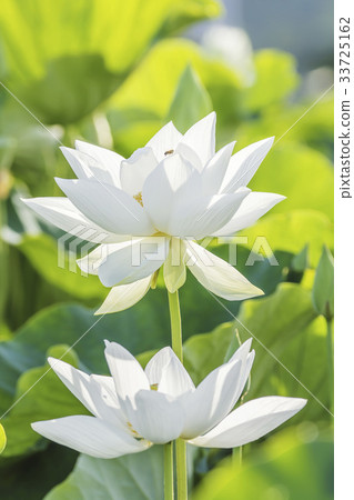 蜜蜂,蓮花 蜜蜂,蓮花 33725162
