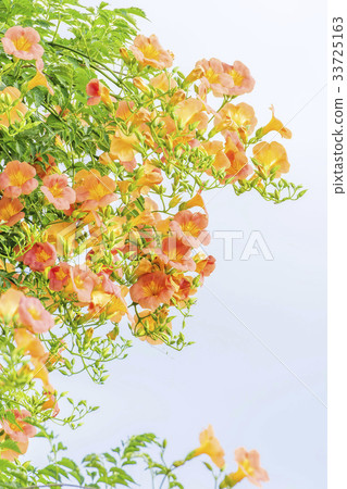藍花楹 藍花楹 33725163