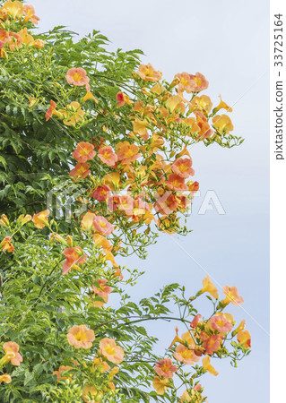 藍花楹 藍花楹 33725164