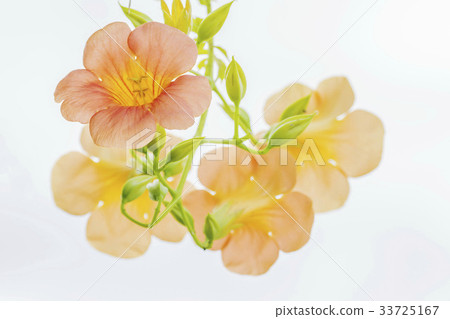 藍花楹 33725167