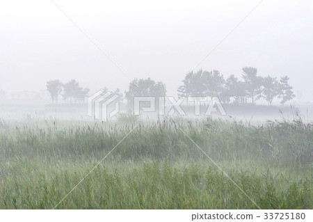 Sora Wetland Ecological Park, Namdong-gu, Incheon 33725180
