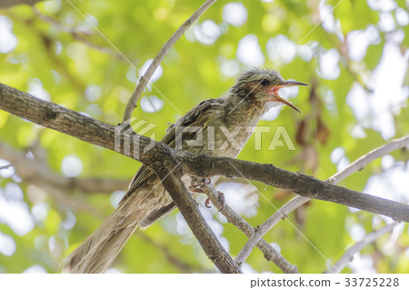 夜鶯 夜鶯 33725228