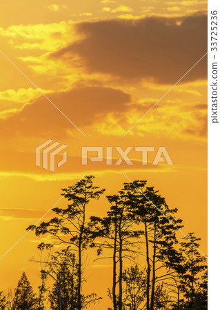 Pine，Namdong-gu，Incheon 33725236