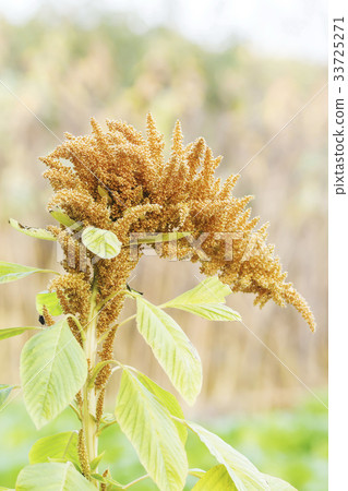 plant plant 33725271