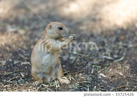 Black-tailed prairie dogs (Cynomys ludovicianus) 33725426